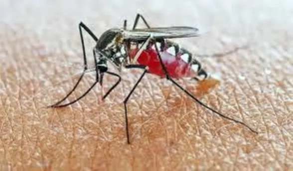Salud reporta 781 casos confirmados de malaria, de los cuales el 69% corresponde a hombres entre los 10 y 39 años.