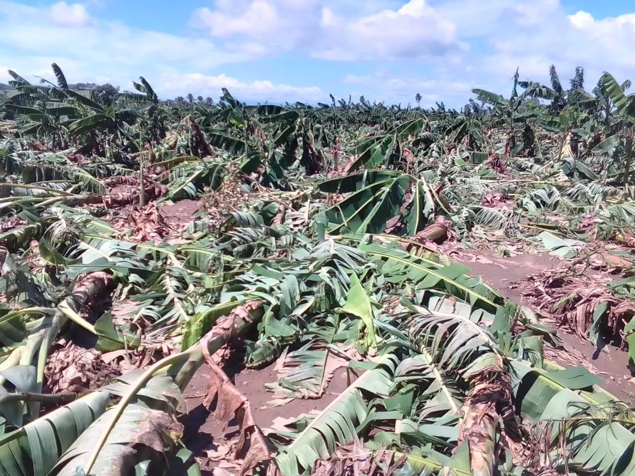 Plantaciones de plátano