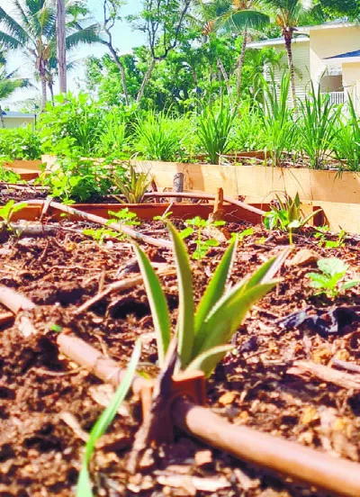 Cultivan algunos de los productos que consumen.