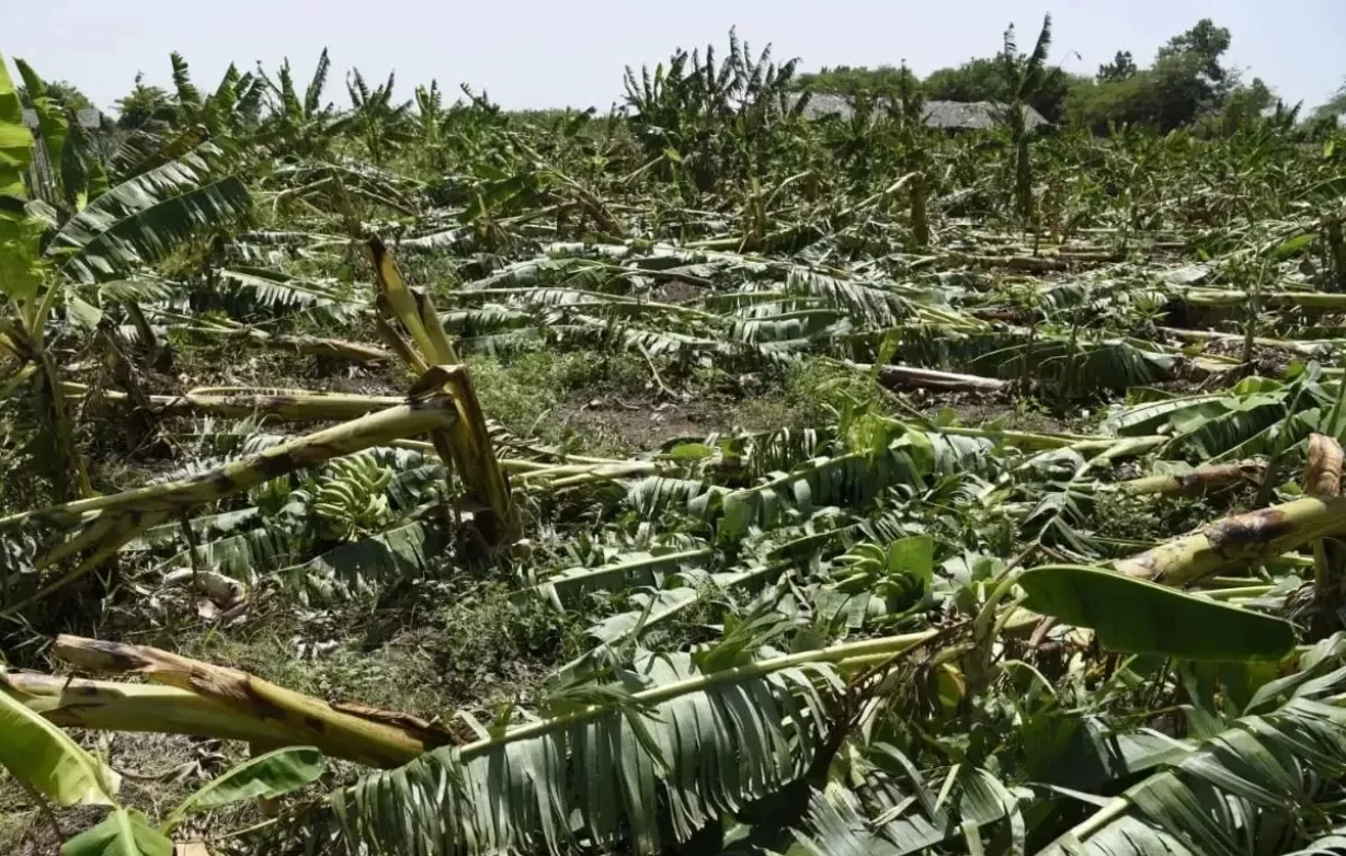 Las plantaciones de plátano quedaron afectadas tras el paso de la tormenta Franklin.