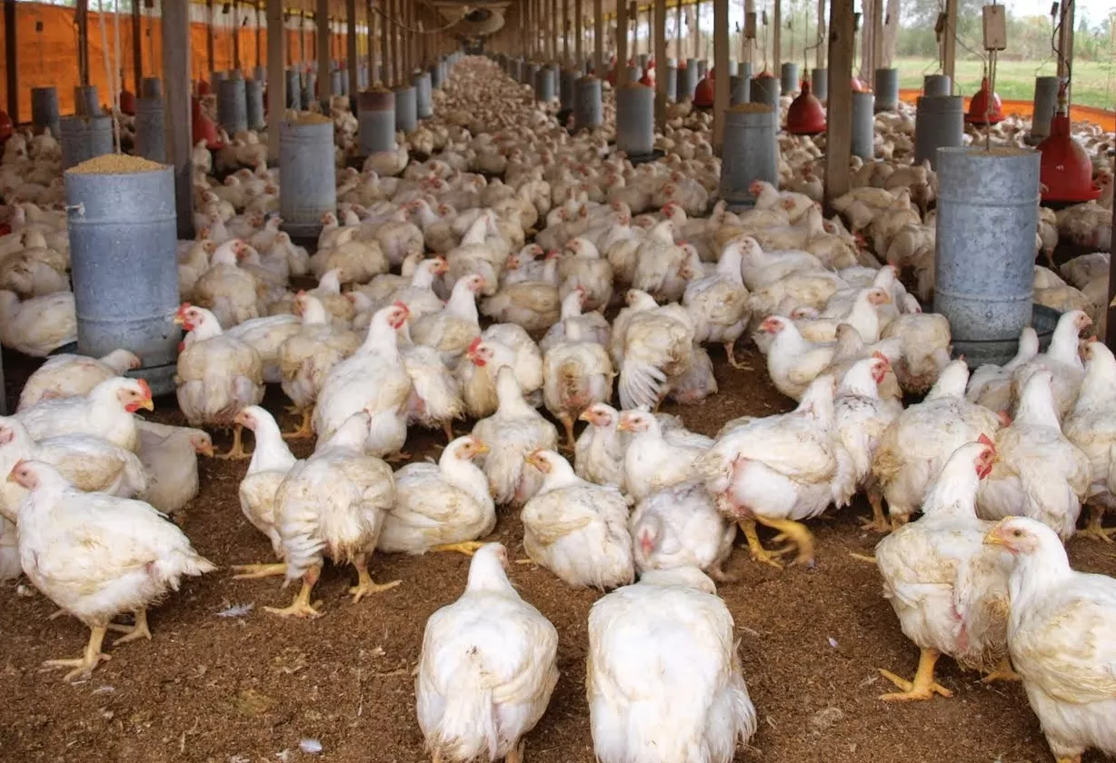 El asequible precio mantiene producto el pollo entre  los alimentos más consumidos.