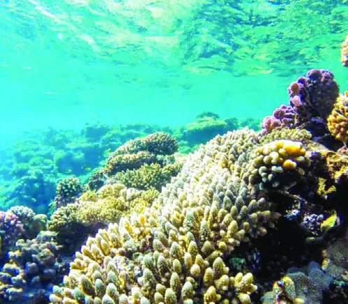Se prevé que los Refugios Climáticos de Coral serán más resistentes al cambio climático.  archivo