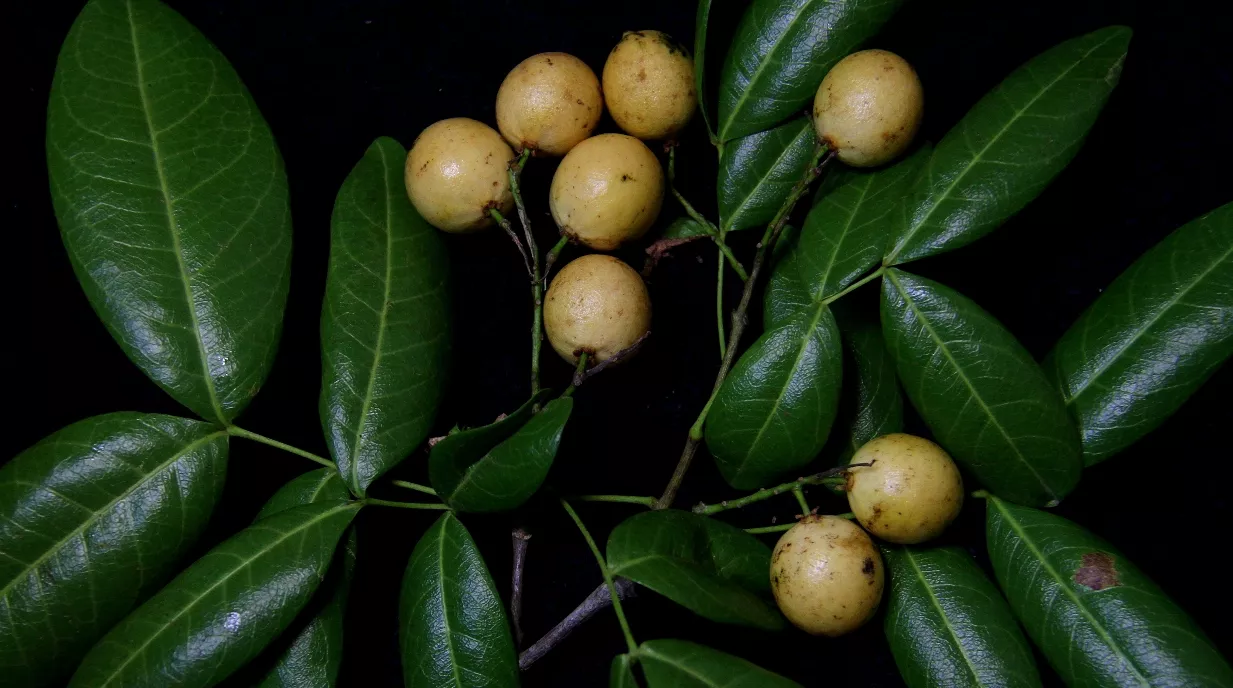 Melicoccus jimenezii se conoce además como cuchiflichi, cuchiflita, cuchiflí, cotoperí y Jobo cigüelo.