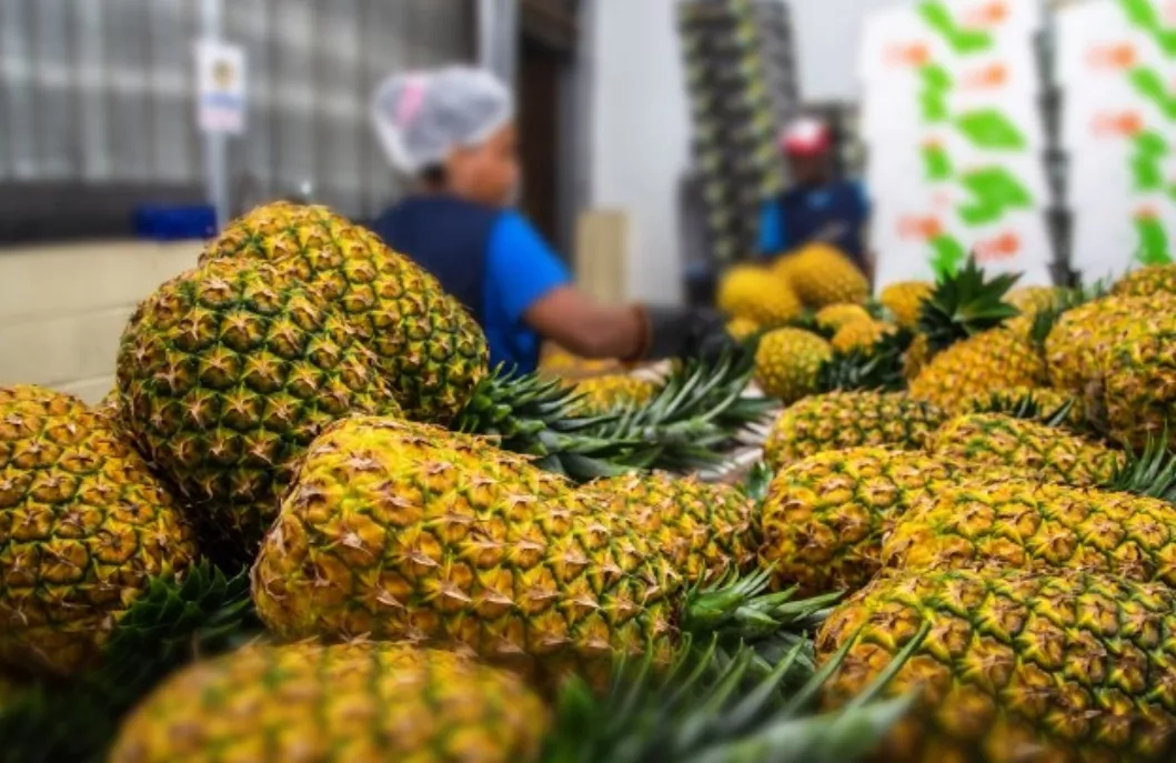 piñas