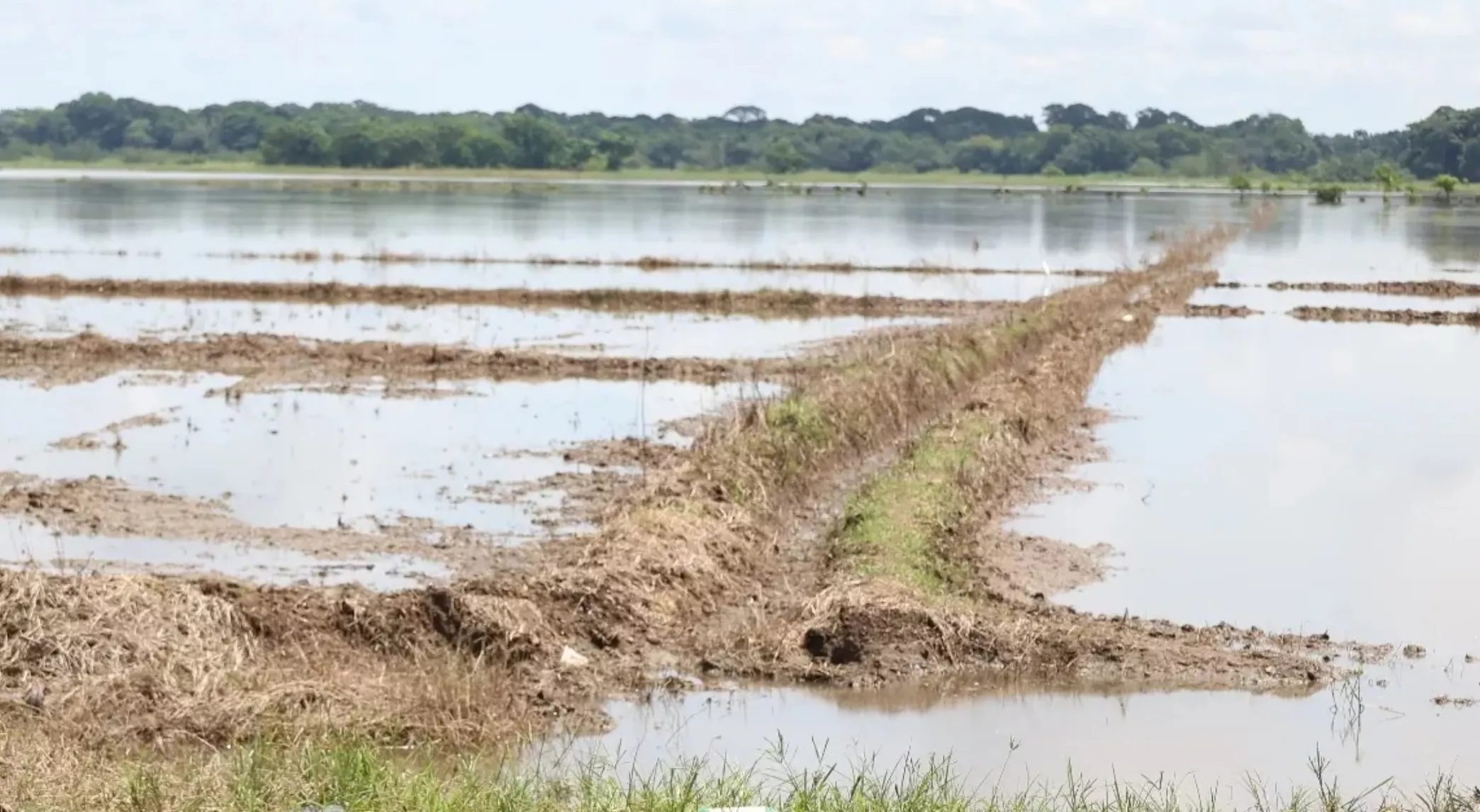 La tormenta Fiona dejó pérdidas a los ganaderos en  2022 por más de 2,000 millones de pesos tras su paso por el territorio nacional.