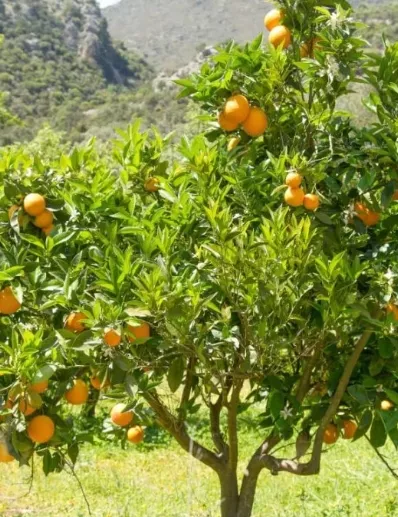 La producción de naranja ha sido afectada en el mundo.