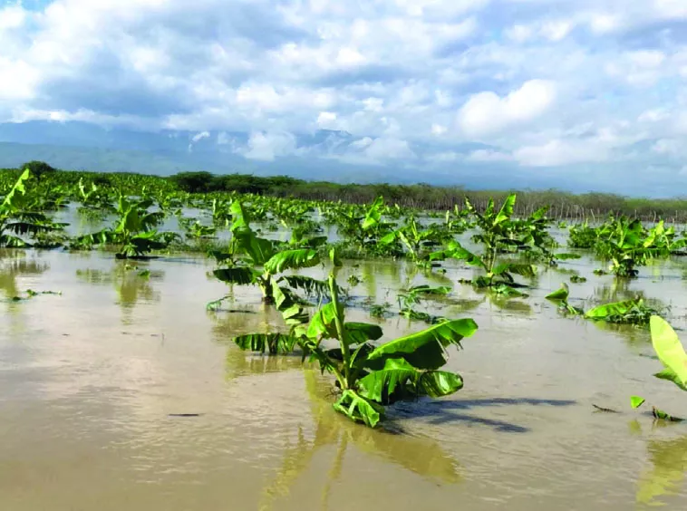 Alguna producciónm de  plátano están  en riesgo de daño por exceso de agua en las raíz.