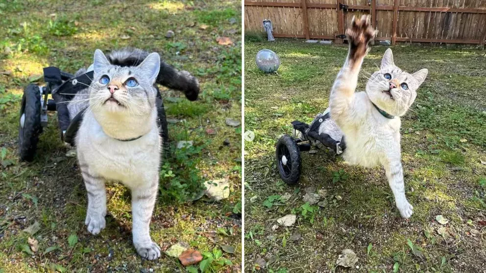 Gatito (1)