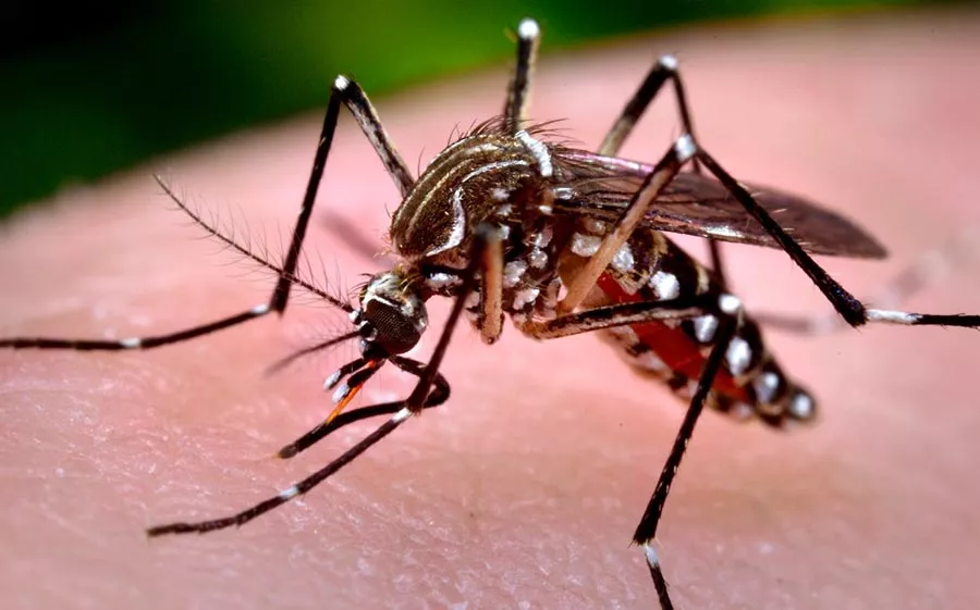 Aedes-Egypty-dengue-intec