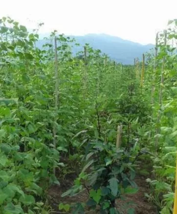El producto  permite la fumigación en  200 tareas.