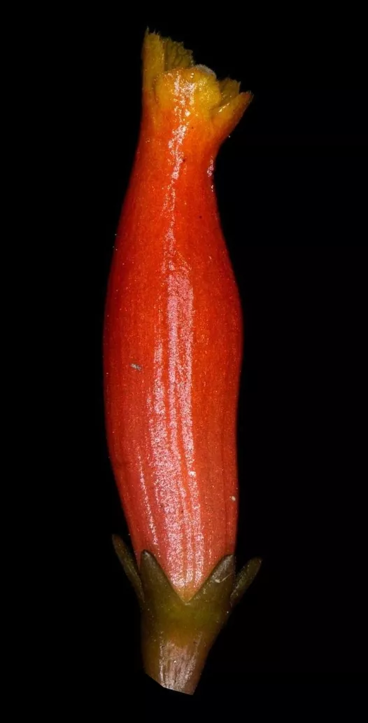 Fuste o tronco de la flor.