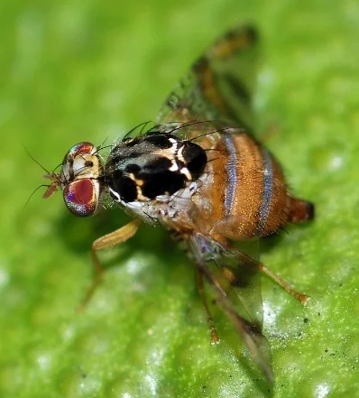 Mosca del Mediterráneo.