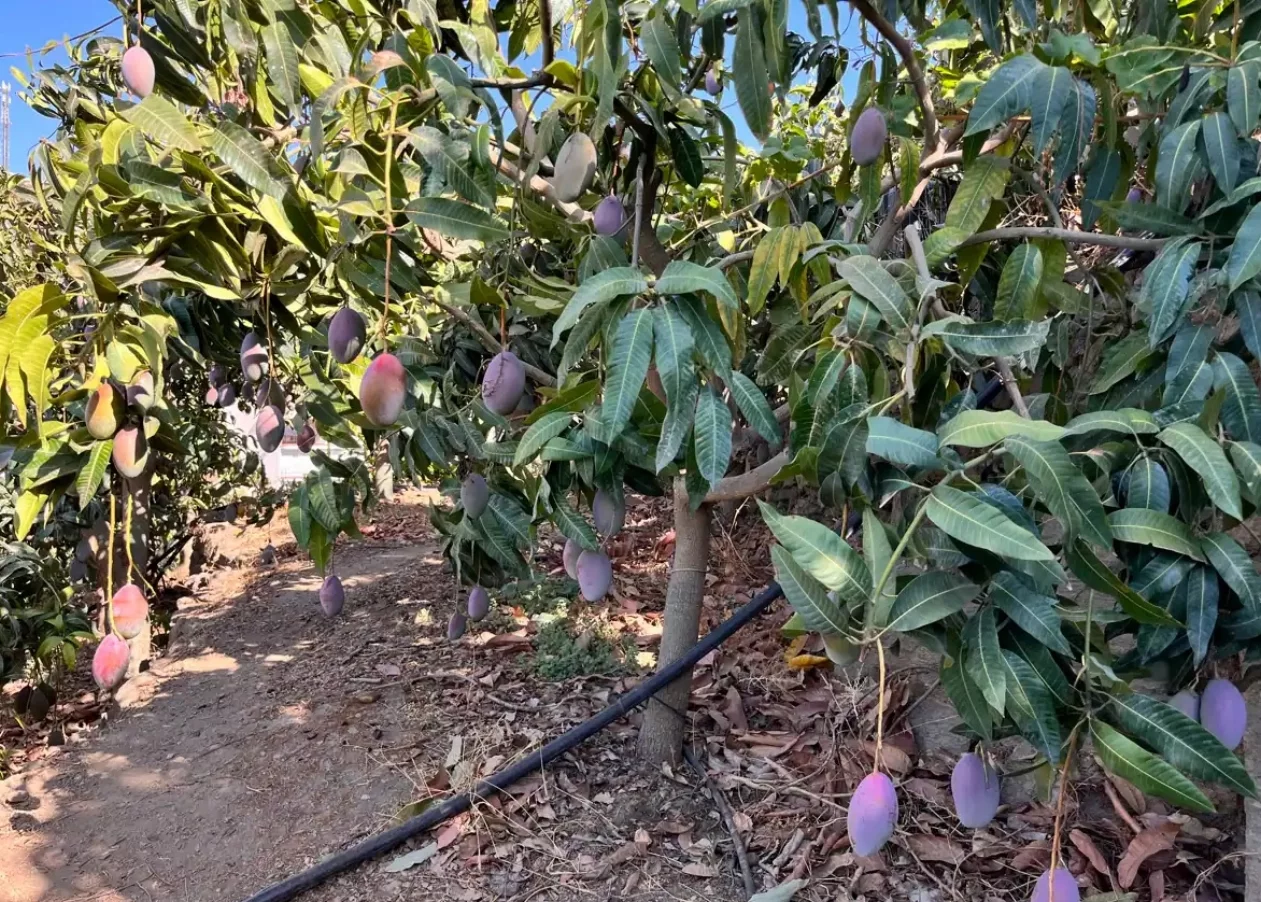 El mango sería una de las frutas afectadas por la mosca del Mediterráneo.  AGENCIA FOTO