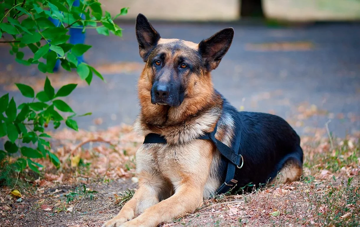 5-razas-populares-perros-labrador-pastor-aleman