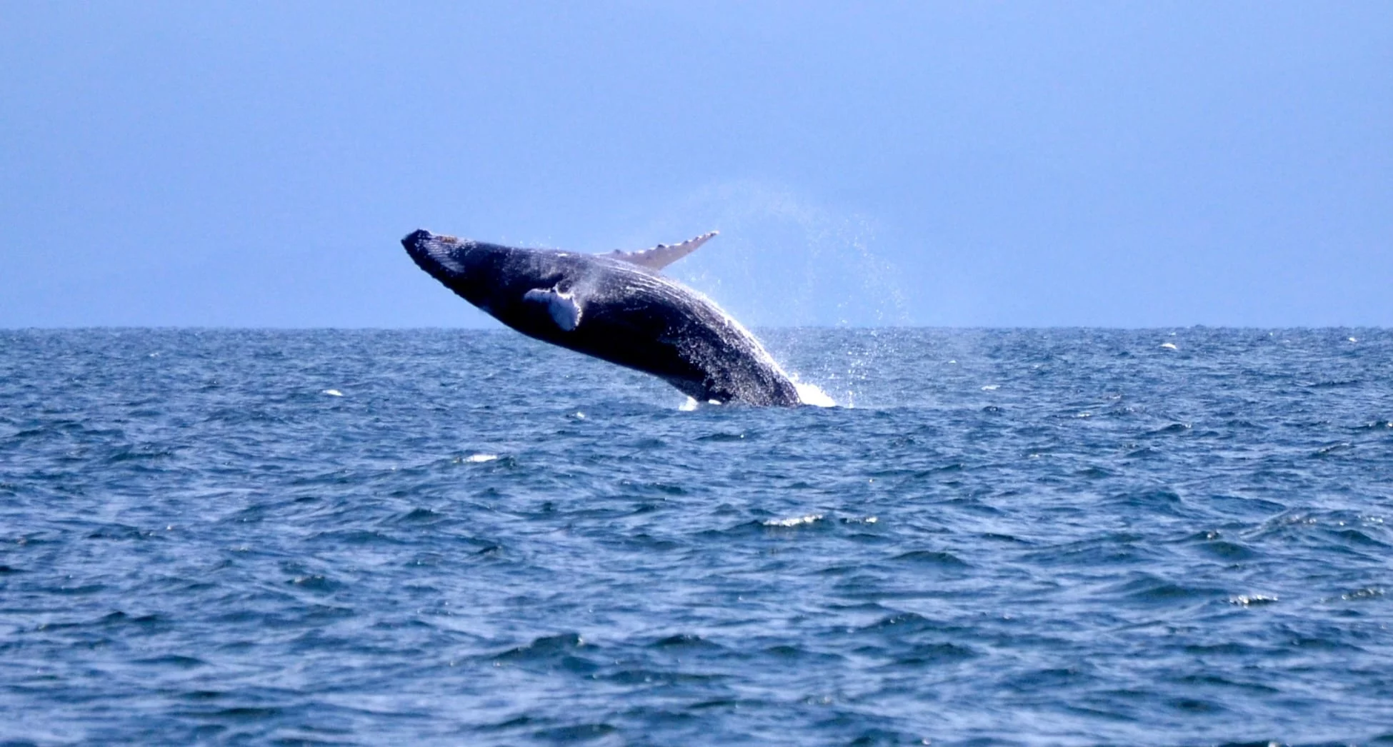Ballenas Jorobadas