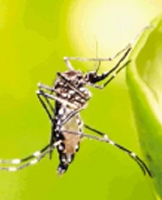 El dengue se transmite por el  mosquito Aedes aegypti.