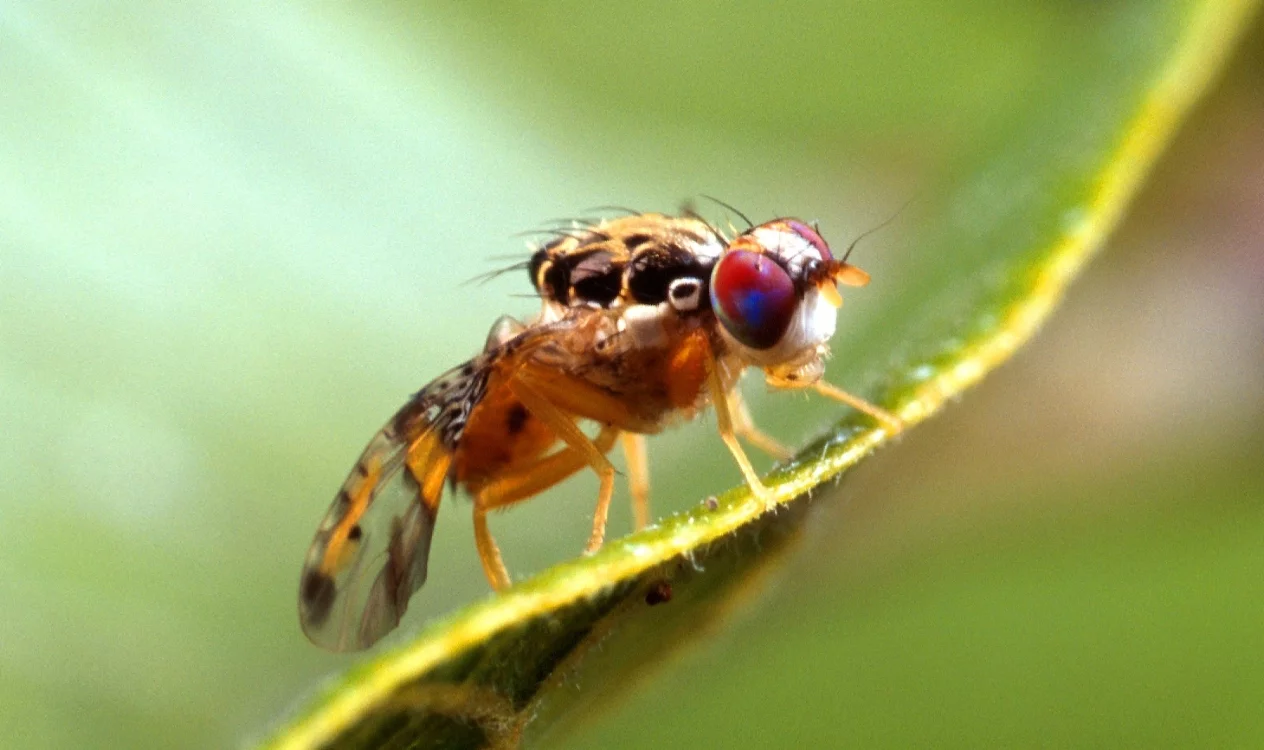 La mosca del Mediterráneo ataca a más de 250 especies frutales, entre ellas manzanas y peras.