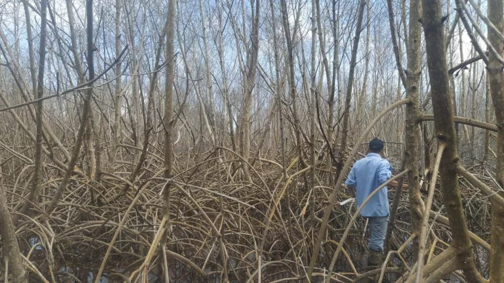 Manglar