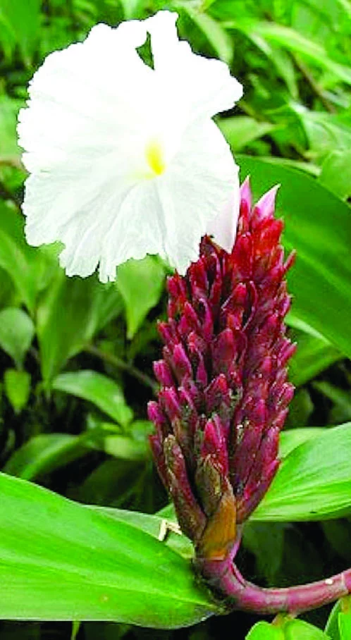 Especies   familia del jengibre;  echa    inflorescencia  roja.