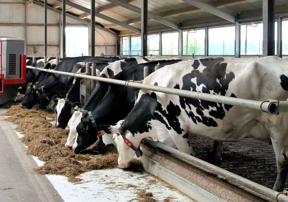 Vacas de ordeño