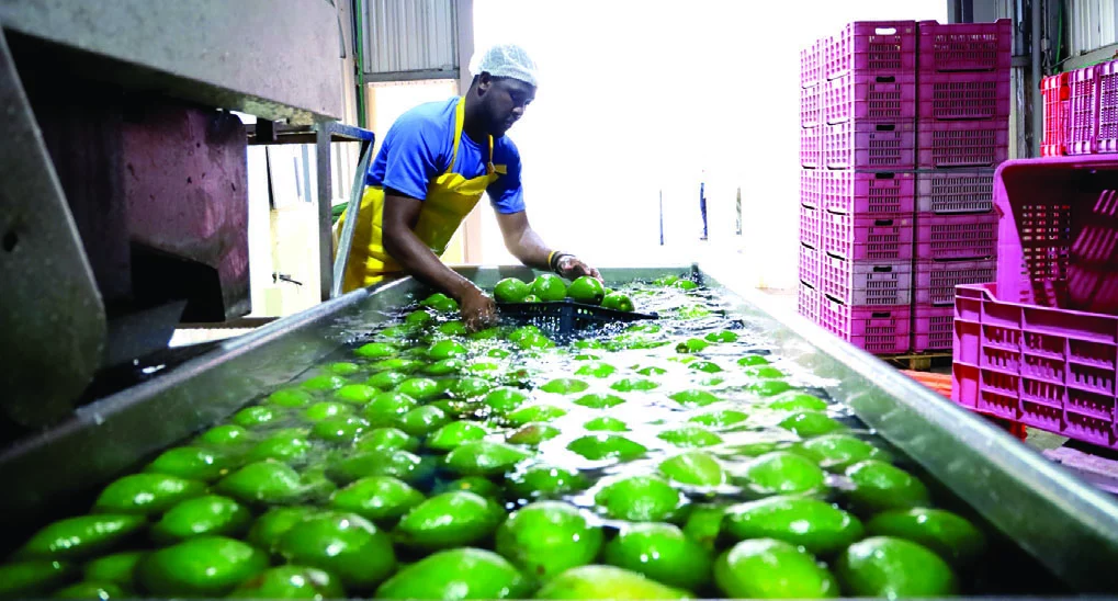 Luego de que los productos agotan su proceso de higienización, clasificación y empaque son sometidos a temperaturas frías.