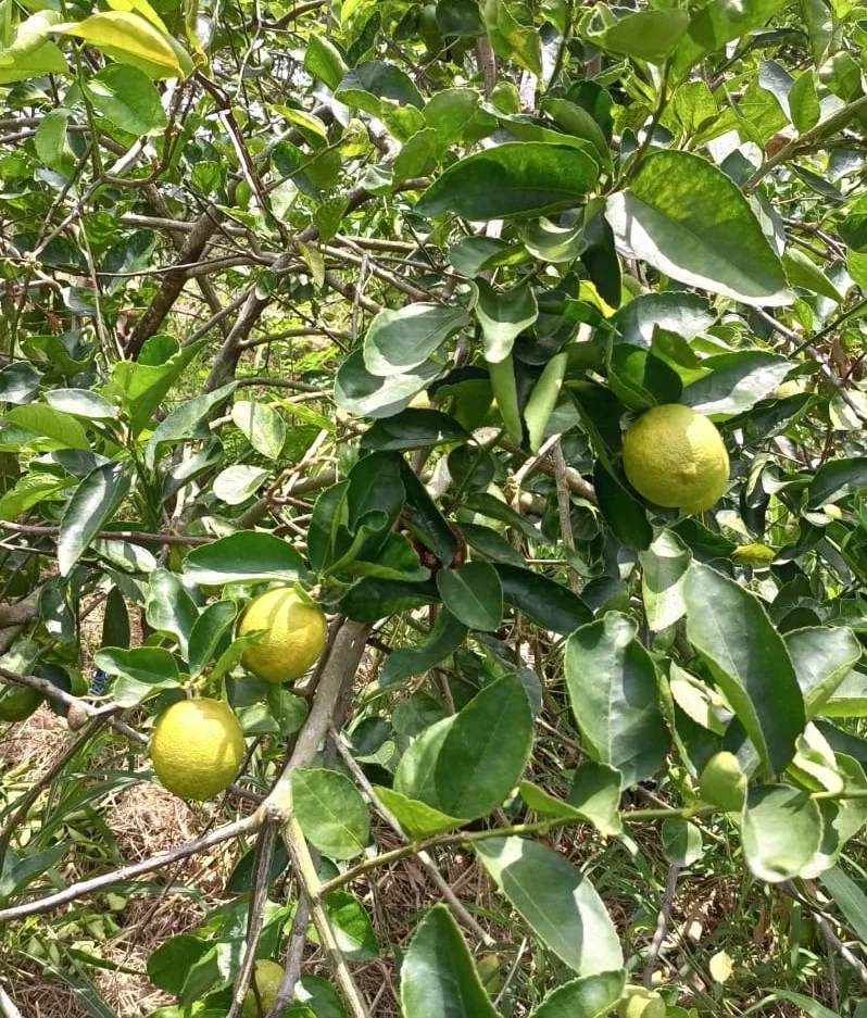 S	embrarán  nuevas plantaciones más productivas.