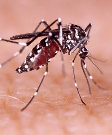 Mosquito Aedes aegypti, transmisor del dengue.
