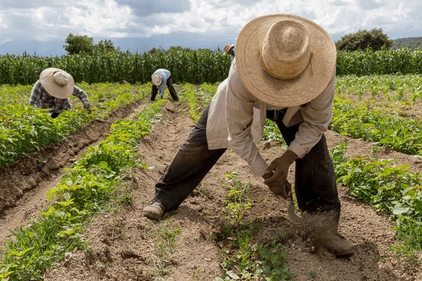 Agricultura