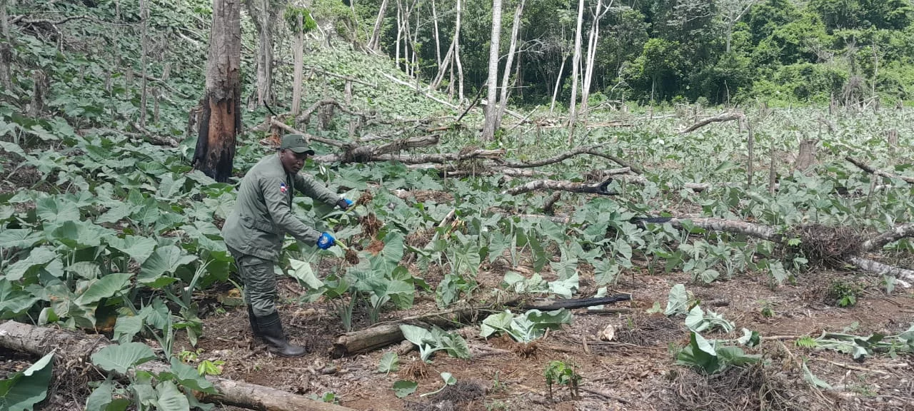Medio Ambiente ha arrestado a 287 personas en la intervención actual de Los Haitises (1)