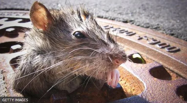 RATA