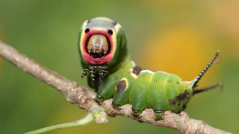 insectos