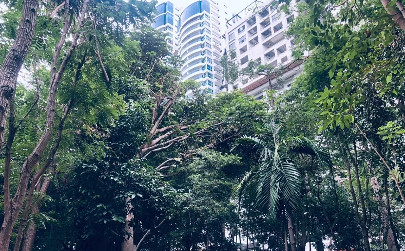 El parque Mirador Sur es el más importante  pulmón del DN.