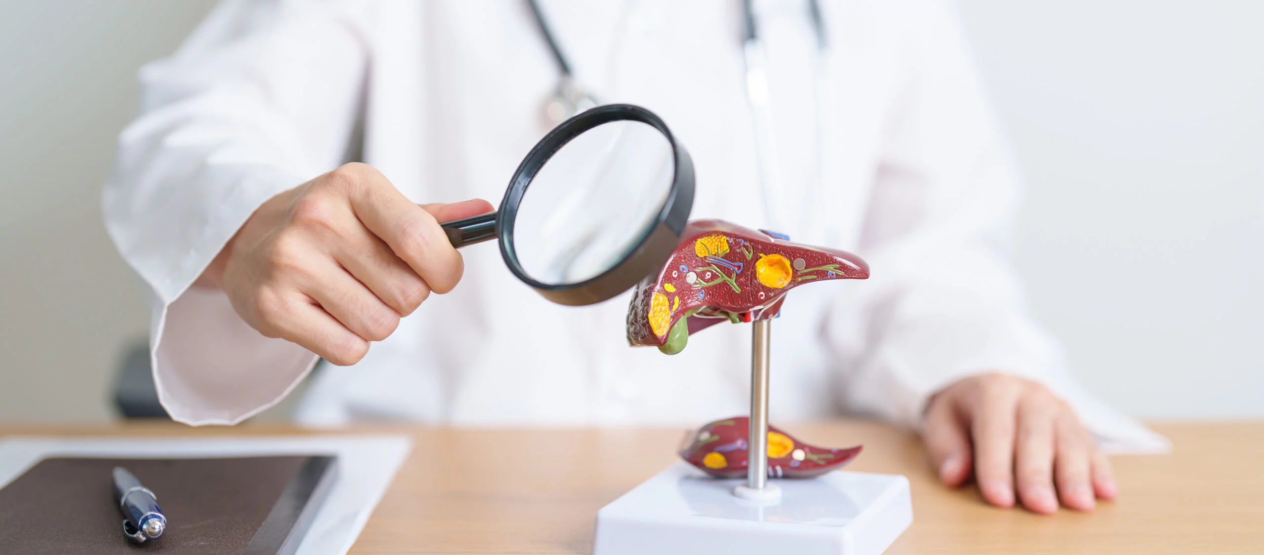 Médico con modelo de hígado humano