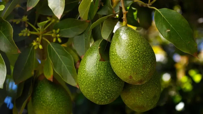 aguacate (1)