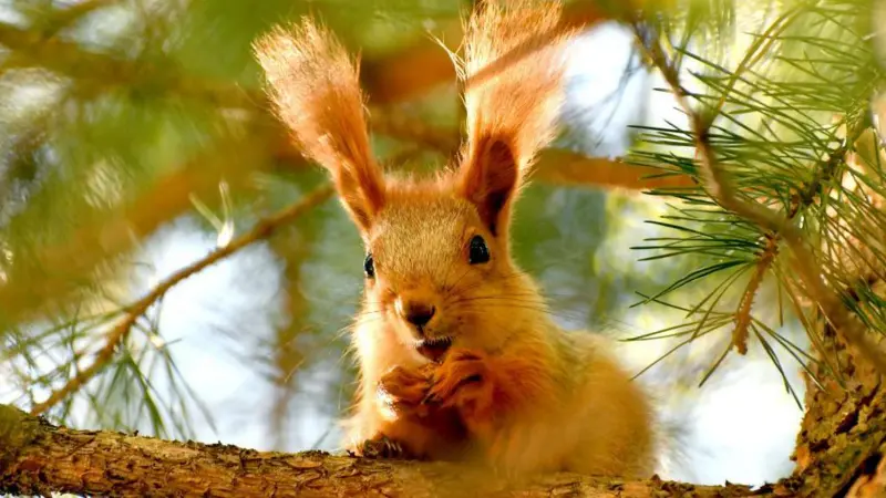 animales