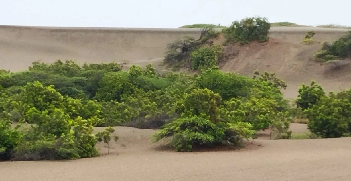 Monumento Natural Las Dunas de Las Calderas,  promontorio de arenas, únicas en el país.