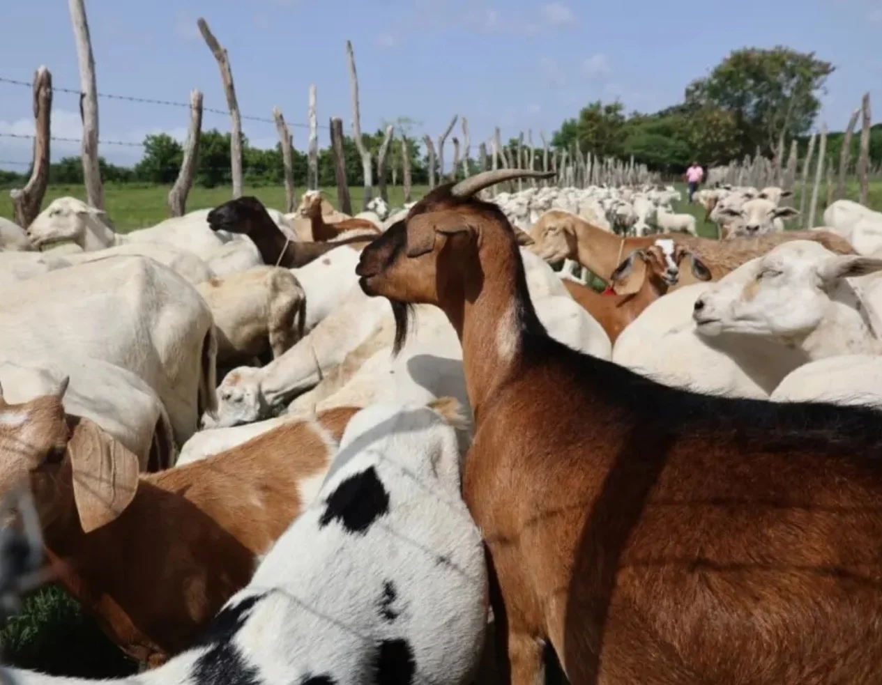 La línea fronteriza está bajo monitoreo por equipo de sanidad del Ministerio de Agricultura.