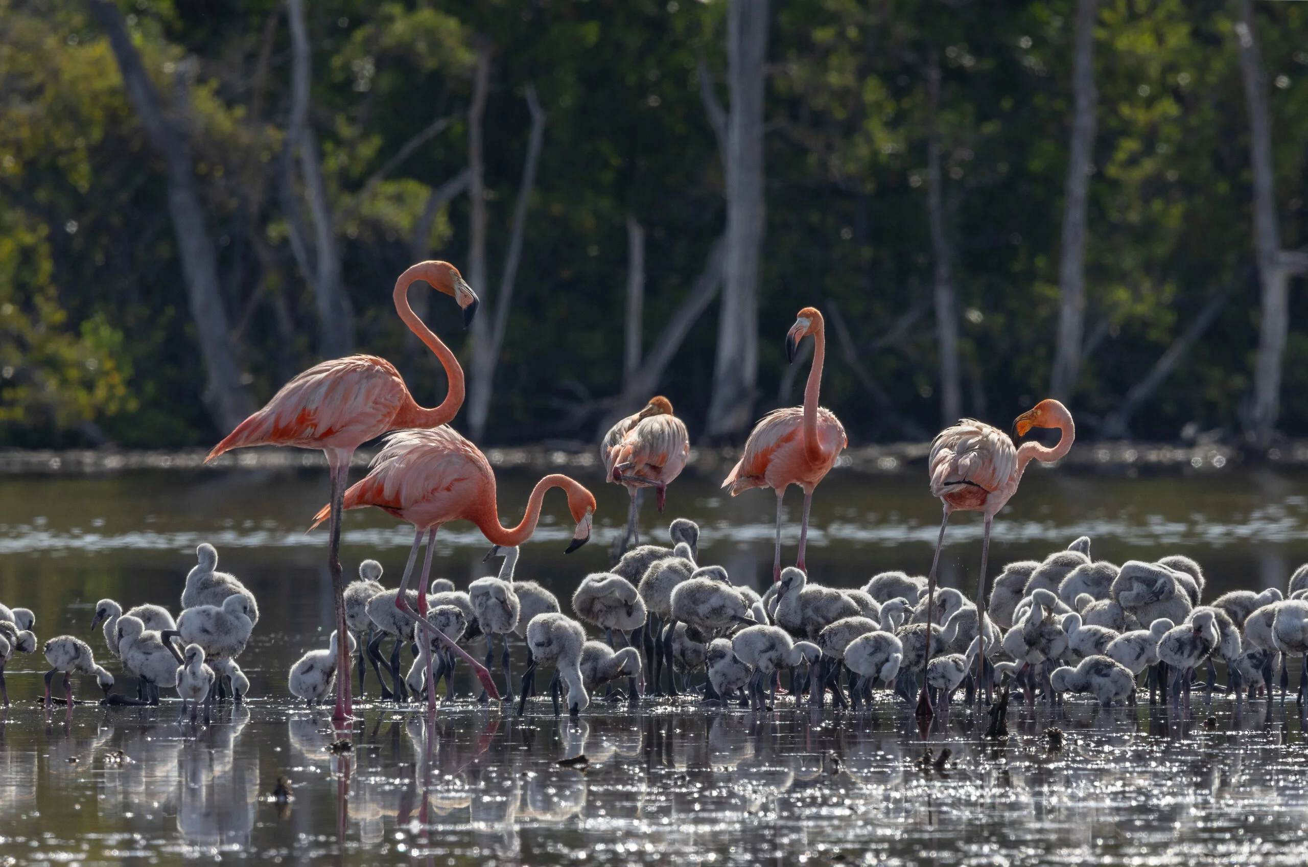 Figura 6. Guardería de polluelos en laguna Atravesada, Parque Nacional Estero Balsa, 27 de junio 2023. Foto Eladio Fernández