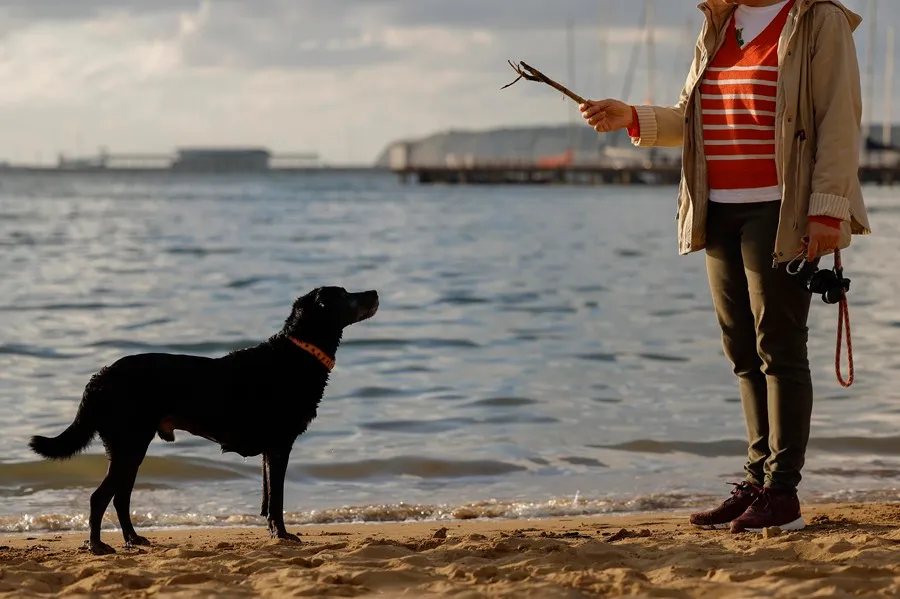 dia-mundial-del-perro (1)