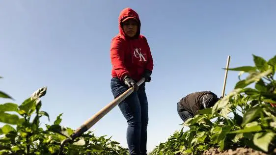 Los migrantes se exponen a altos riesgos en trabajos de agricultura, transporte y construcción en EE.UU.