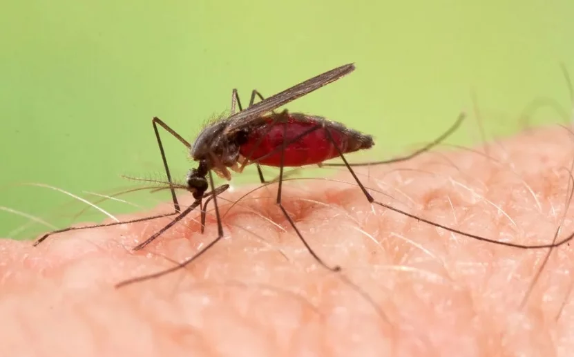 La malaria es una enfermedad transmitida por mosquito.