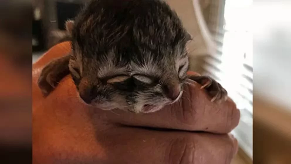 gato