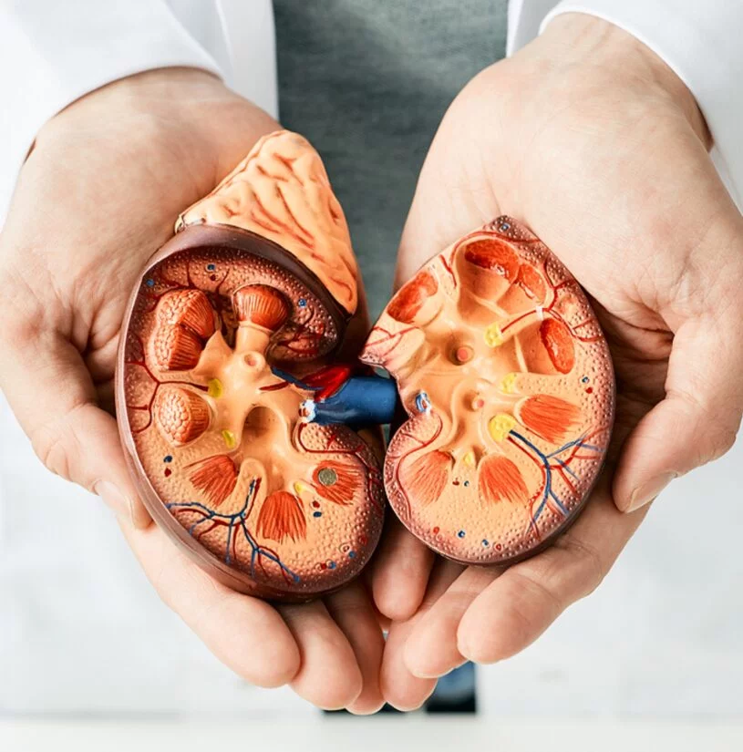 Los  riñones son una maquinaria perfecta de depuración de la sangre.