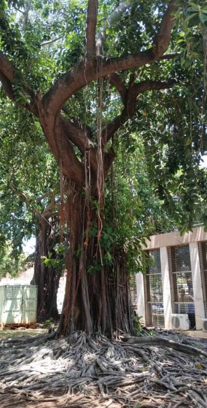 Las raíces aéreas son un elemento distintivo de este árbol.