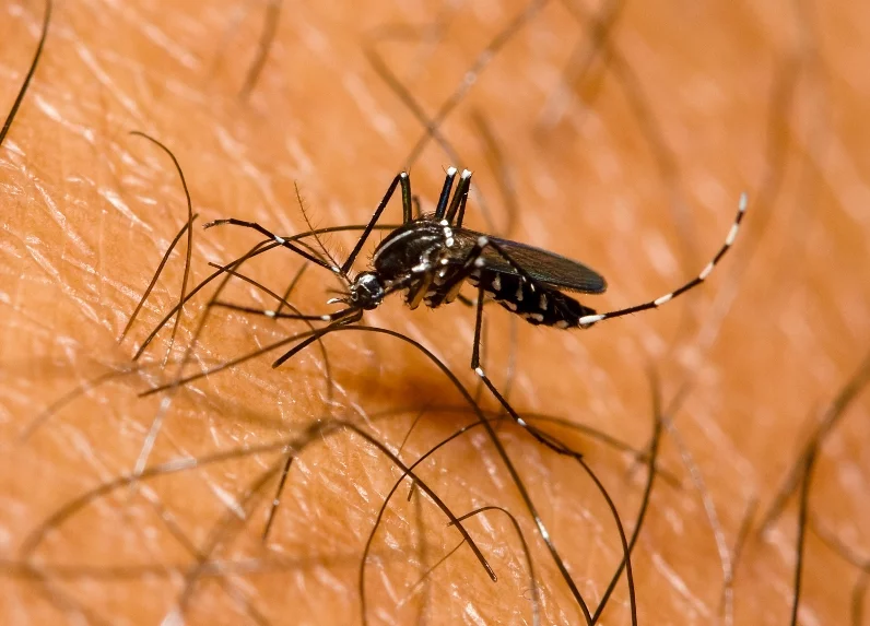 Las lluvias pueden originar un aumento en los contagios de dengue. Fuente externa