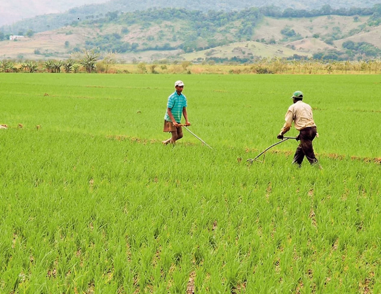 En el país hay más de 700 tareas que producen arroz y la mayoría son pequeños productores.