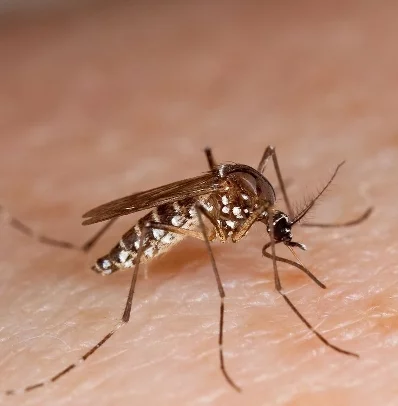 El dengue se transmite por el mosquito Aedes aegypti. Fuente externa