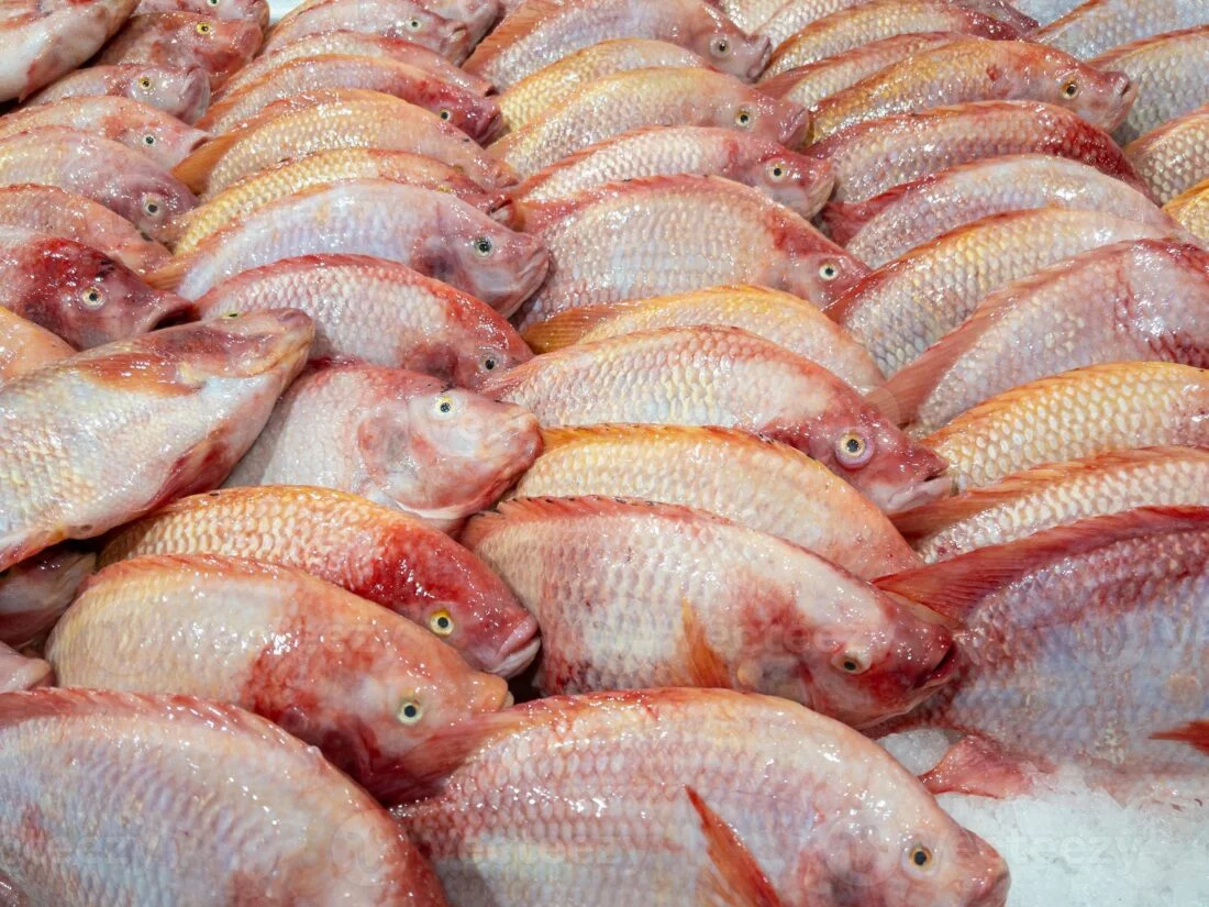 Tilapia