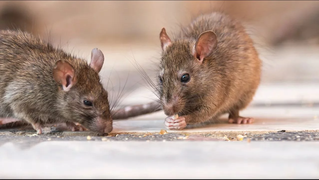 ratas