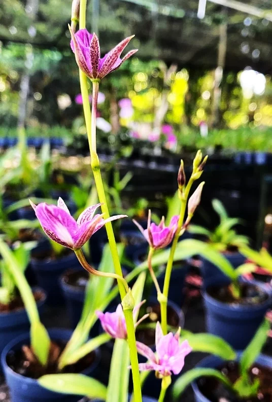 Hermosas flores  moradas de las orquídeas   Tetrathechea, que formaran parte de las muestras.